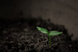 plant grow
